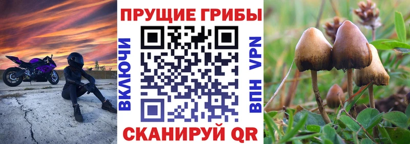 цена Ликино-Дулёво Псилоцибиновые грибы GOLDEN TEACHER